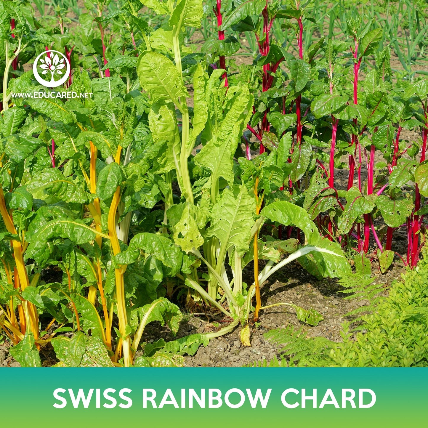 Swiss Rainbow Chard Seeds, Beta vulgaris cicla