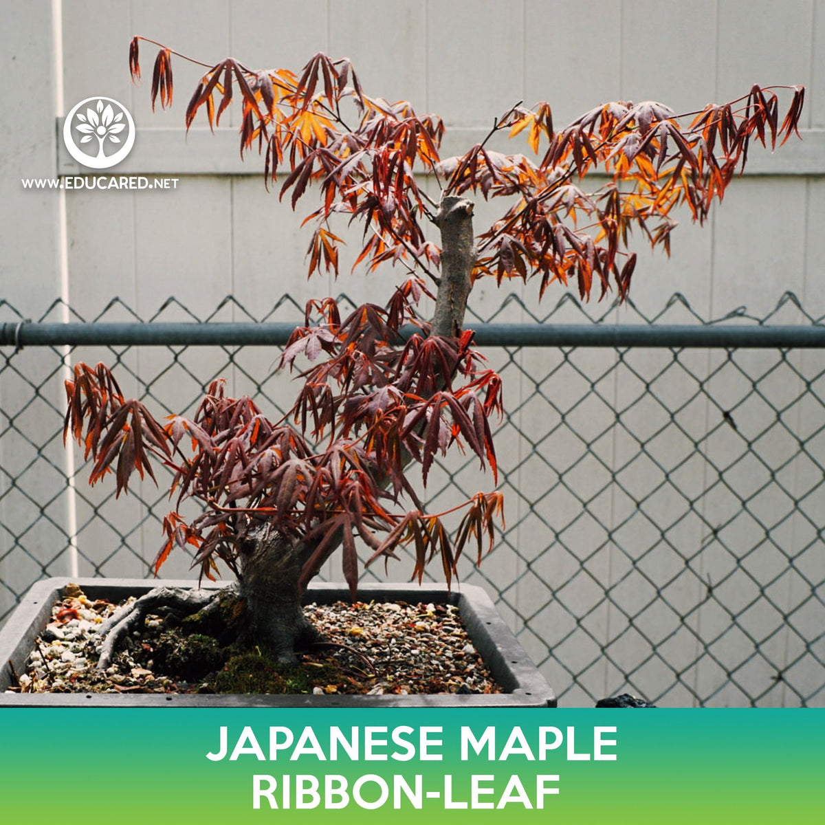 Maple Ribbon Coord Ribbon Leaf Japanese Maple Seeds, Acer palmatum atrolineare – Educared
