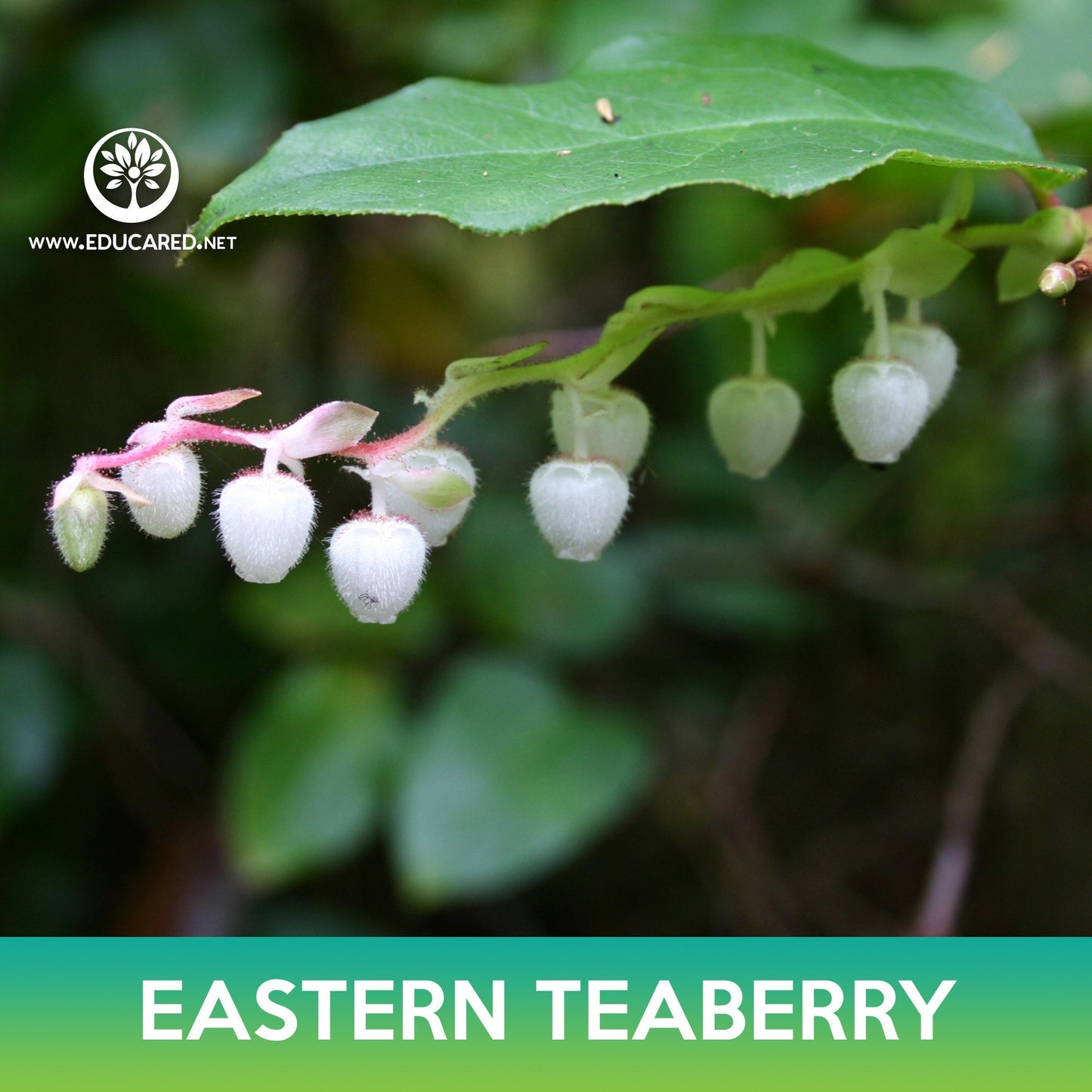 Eastern Teaberry Seeds, American Wintergreen, Gaultheria procumbens