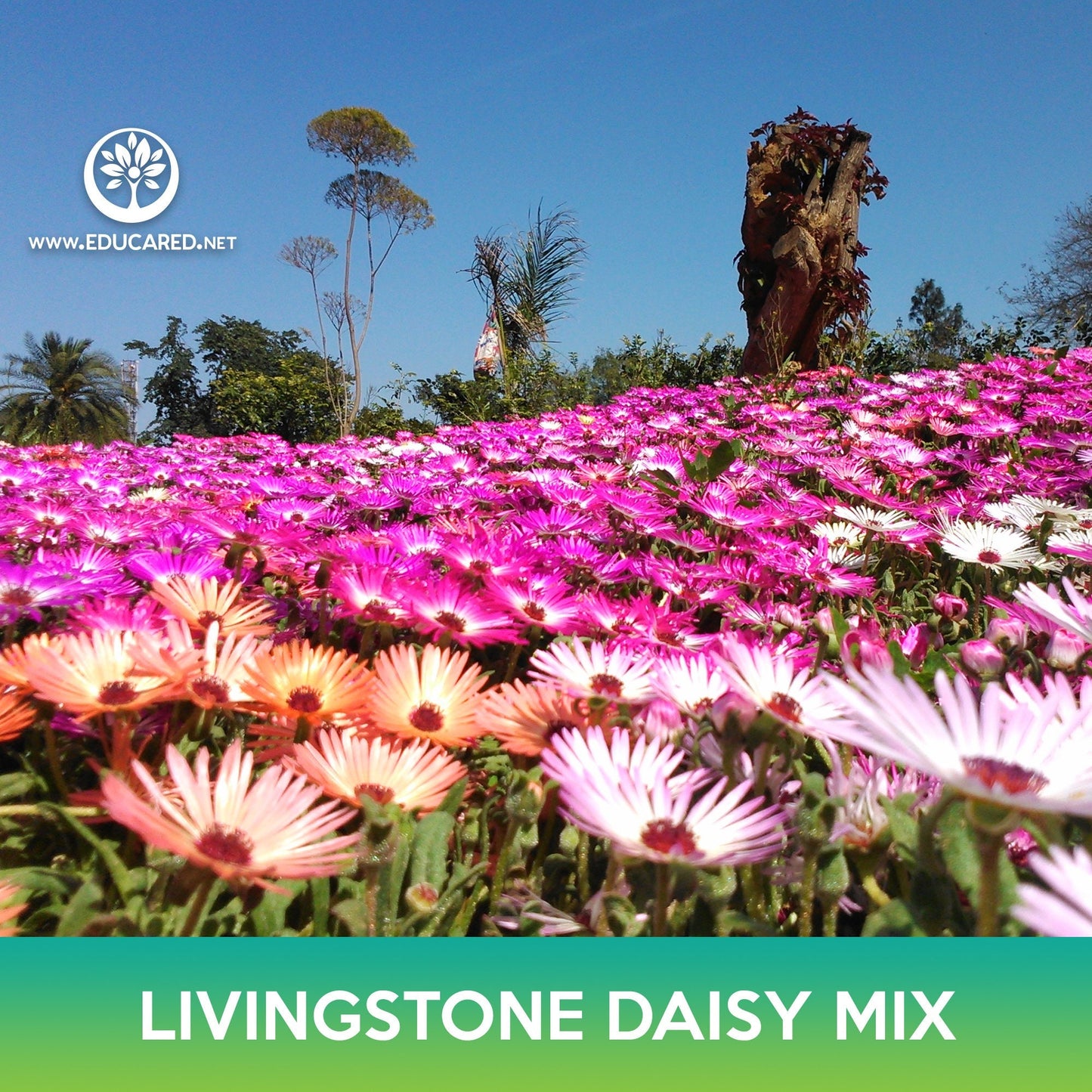 Livingstone Daisy Succulent Mix, Mesembryanthemum criniflorum