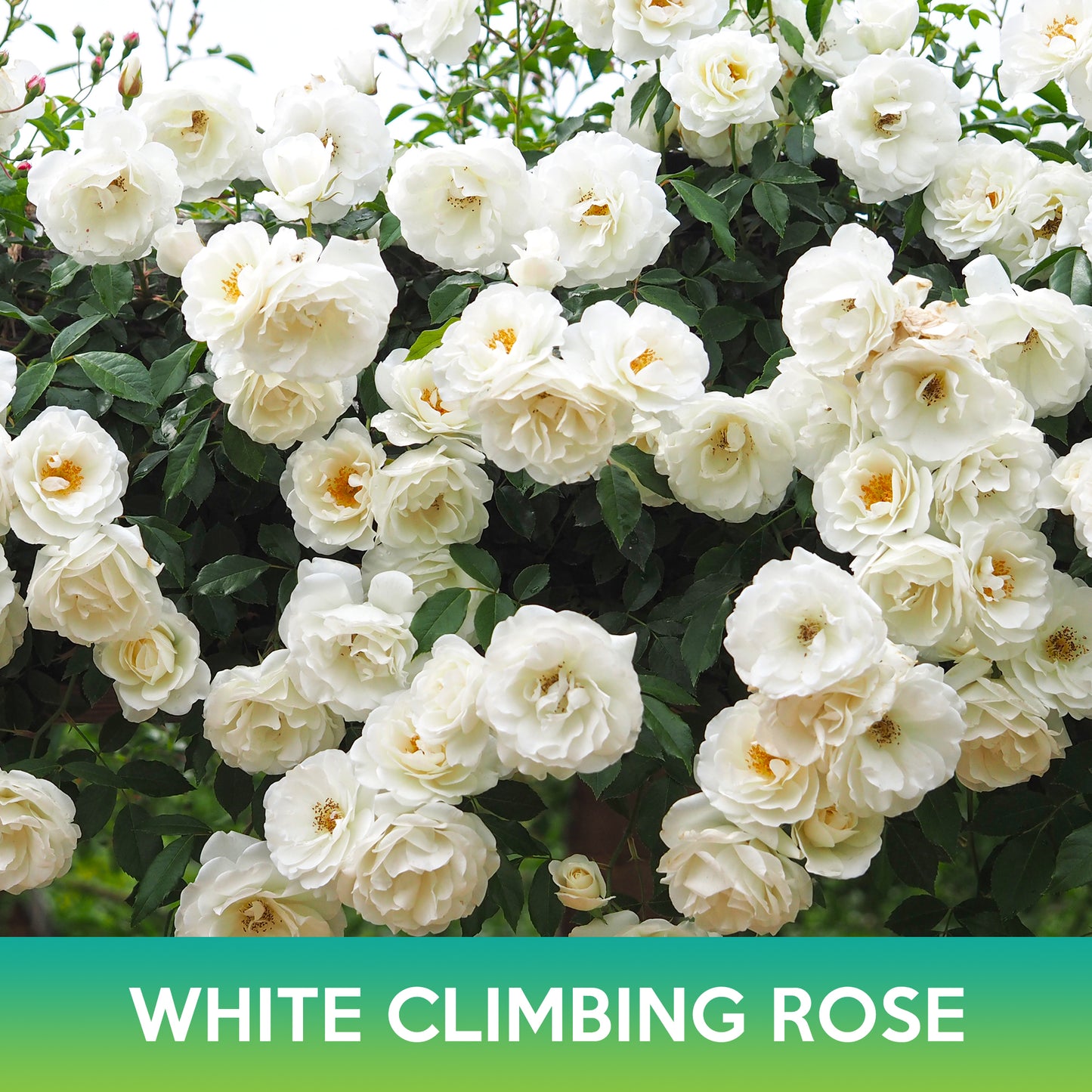 White Climbing Rose Seeds