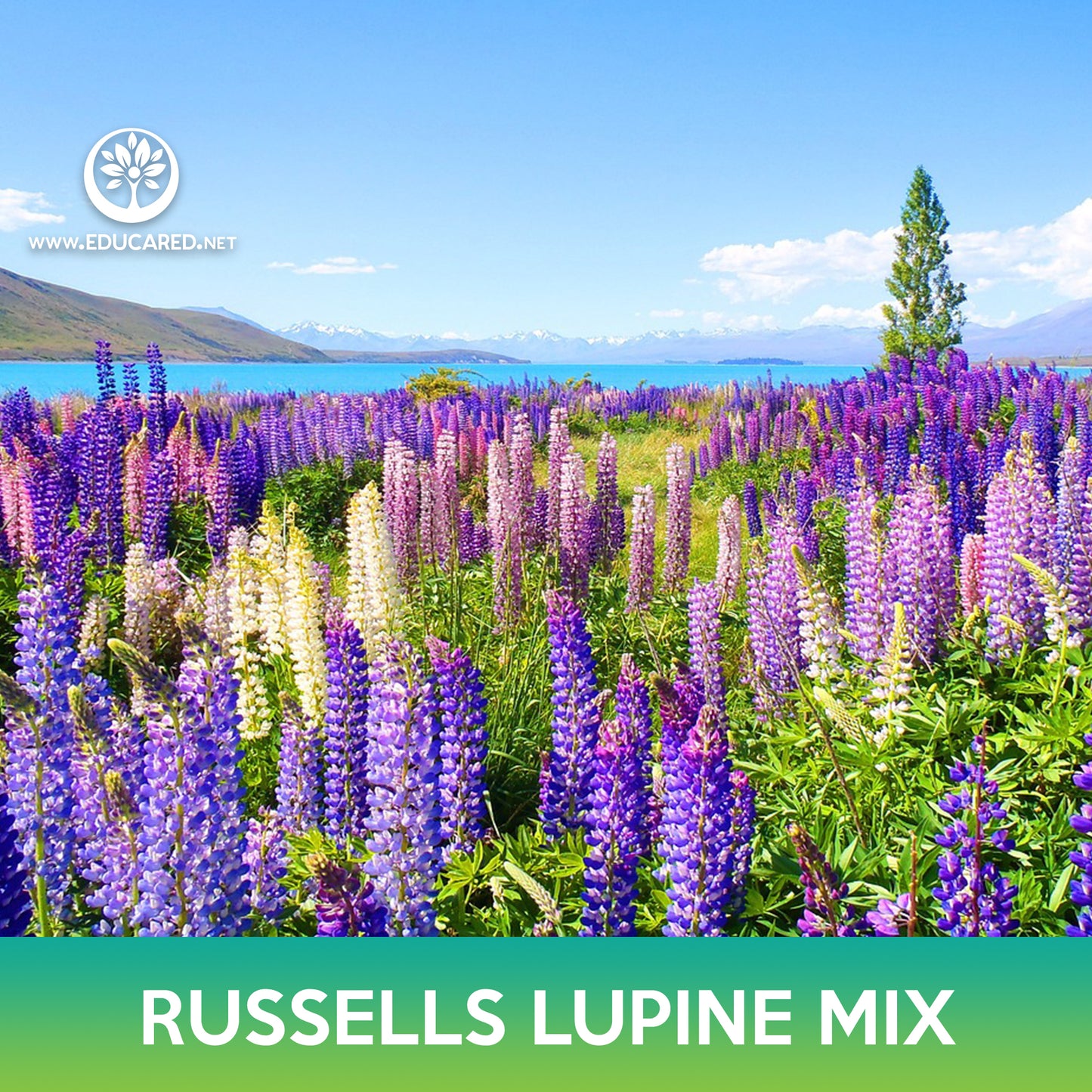 Russells Lupine Mix Seeds, Lupinus Polyphyllus Russell