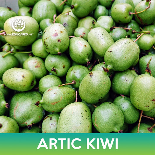 Artic Kiwi Tree Seeds, Actinidia kolomikta, Variegated Leaf Hardy Kiwi