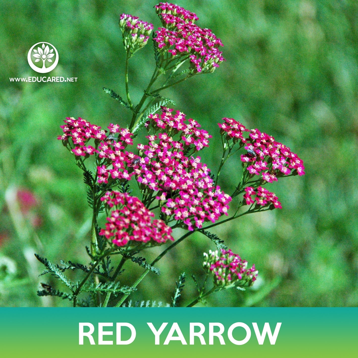 Red Yarrow Flower Seeds, Achillea millefolium rubra