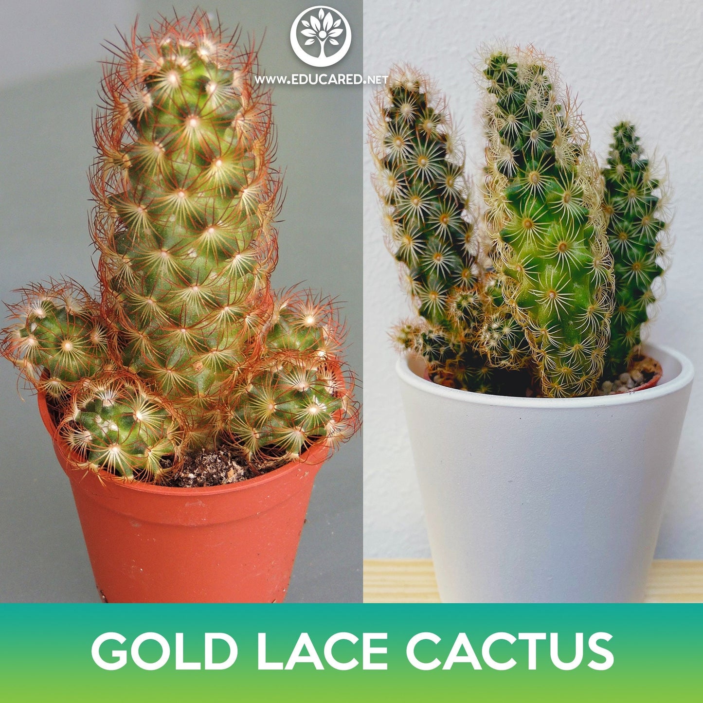Gold Lace Cactus Seeds, Ladyfinger Cactus, Mammillaria elongata