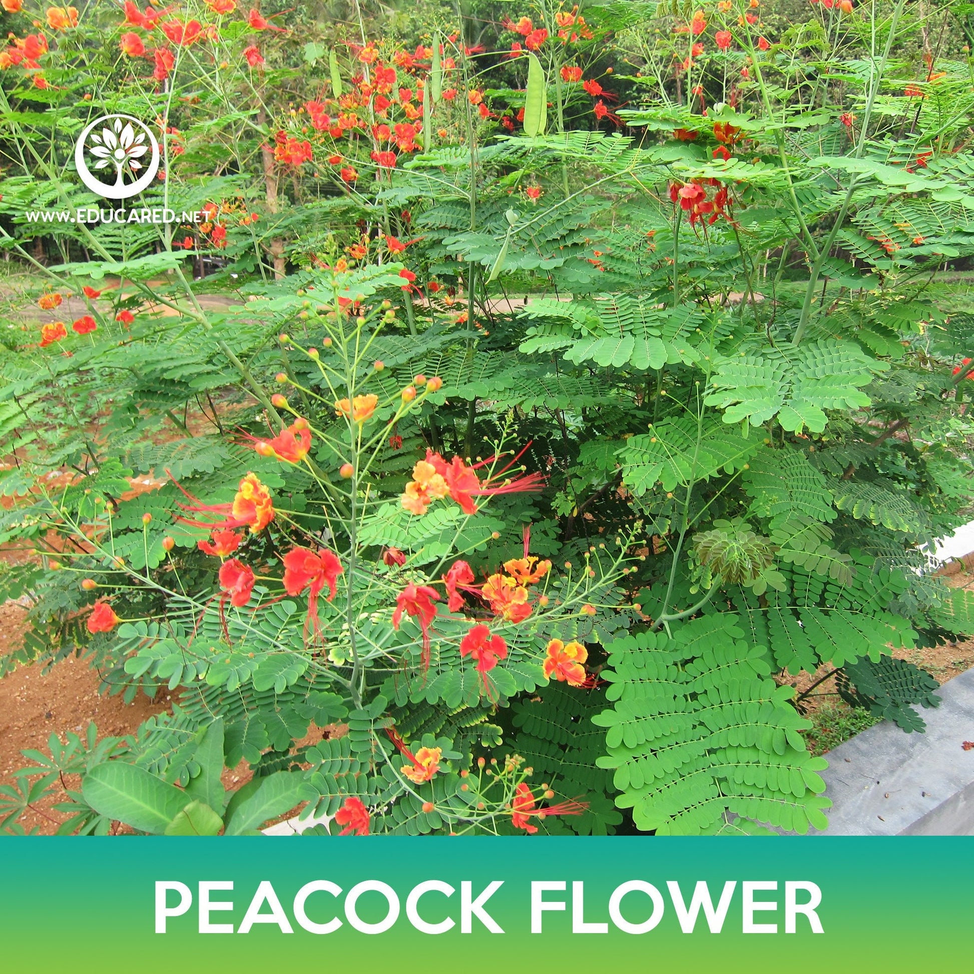 peacock plant seeds Peacock Flower Seeds, Poinciana
