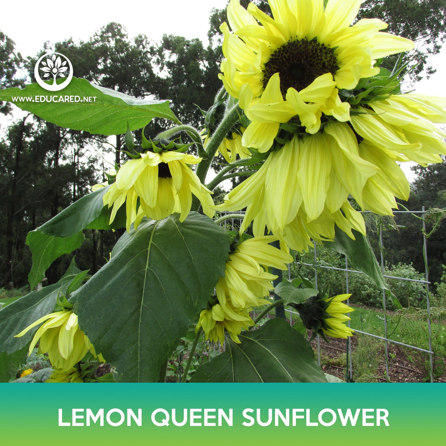 Lemon Queen Sunflower Seeds