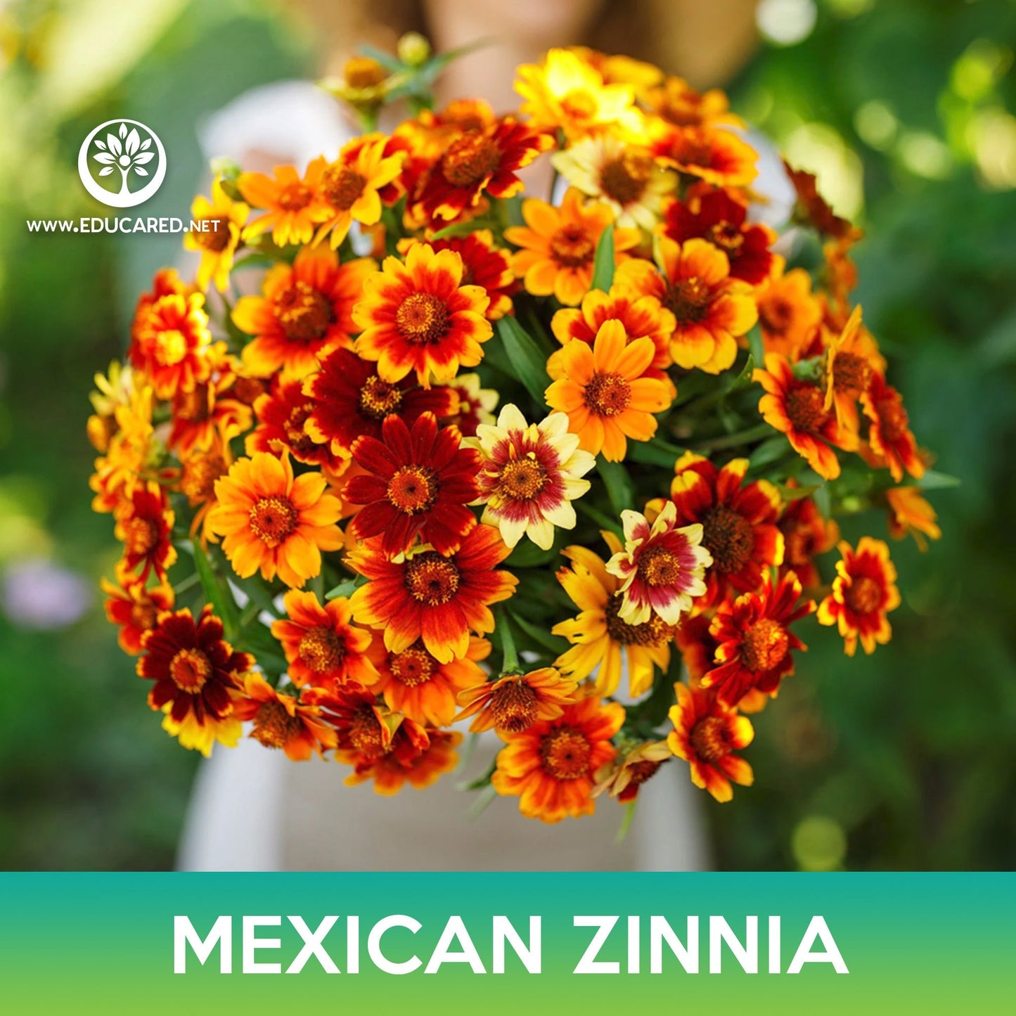 Mexican Zinnia Flower Seeds, Persian Carpet , Zinnia haageana