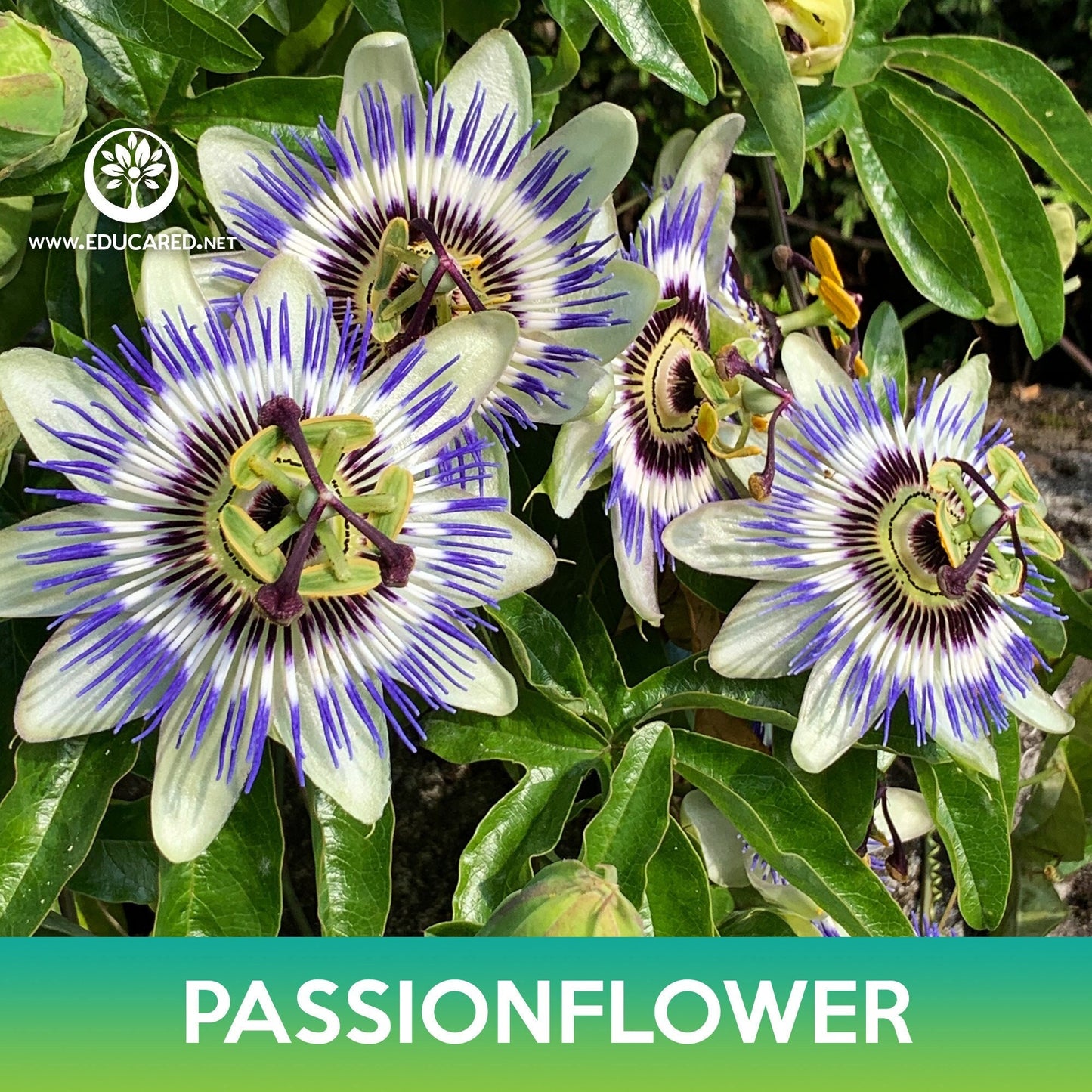 Passionflower Seeds, Passiflora caerulea