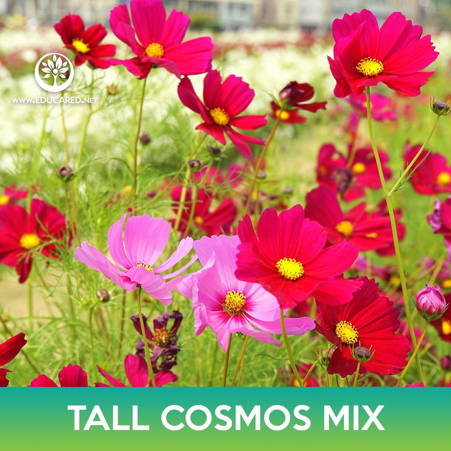 Tall Cosmos Flower Mix Seeds, Mexican Aster, Cosmo bipinnatus