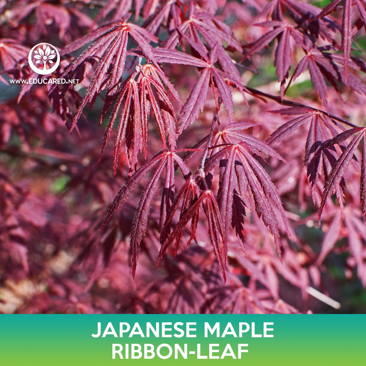 Maple Ribbon Coord Ribbon Leaf Japanese Maple Seeds, Acer palmatum atrolineare – Educared
