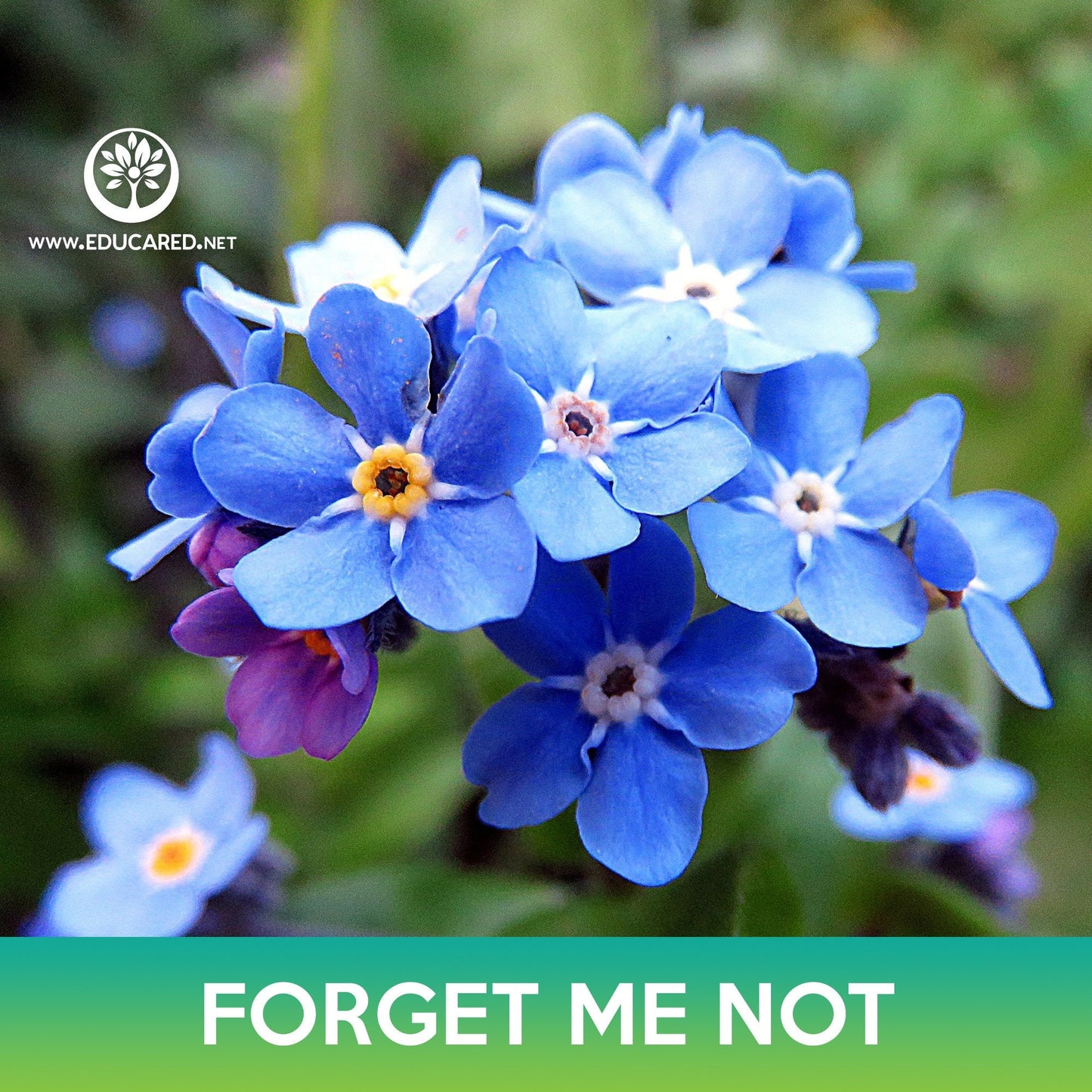 Forget-Me-Not Flower Seeds
