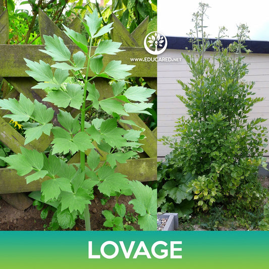 Lovage Seeds