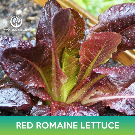 Red Romaine Lettuce Seeds, Lactuca sativa