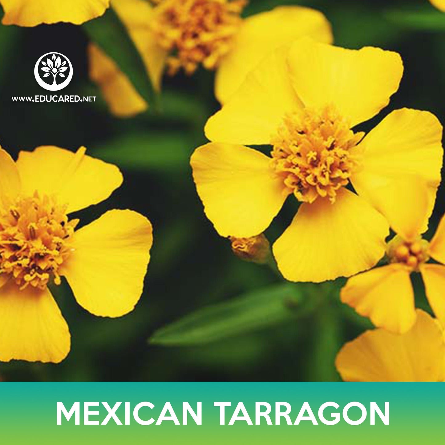 Mexican Tarragon Seeds, Tagetes lucida