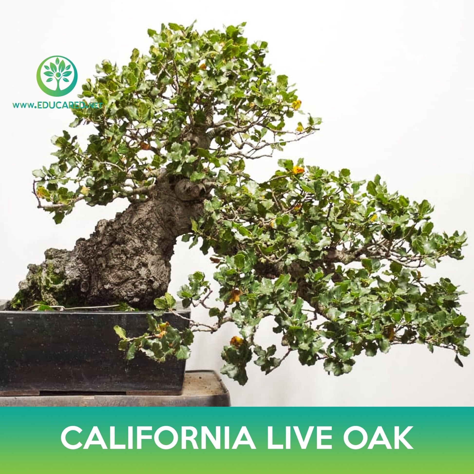 bonsai live oak tree California live oak Seeds, Coast live oak – Educared