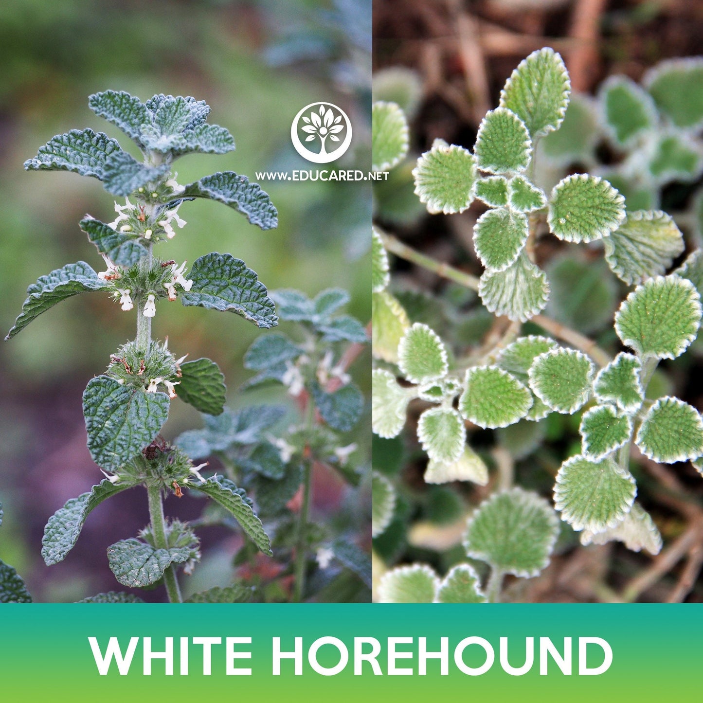 White Horehound Seeds, Marrubium vulgare