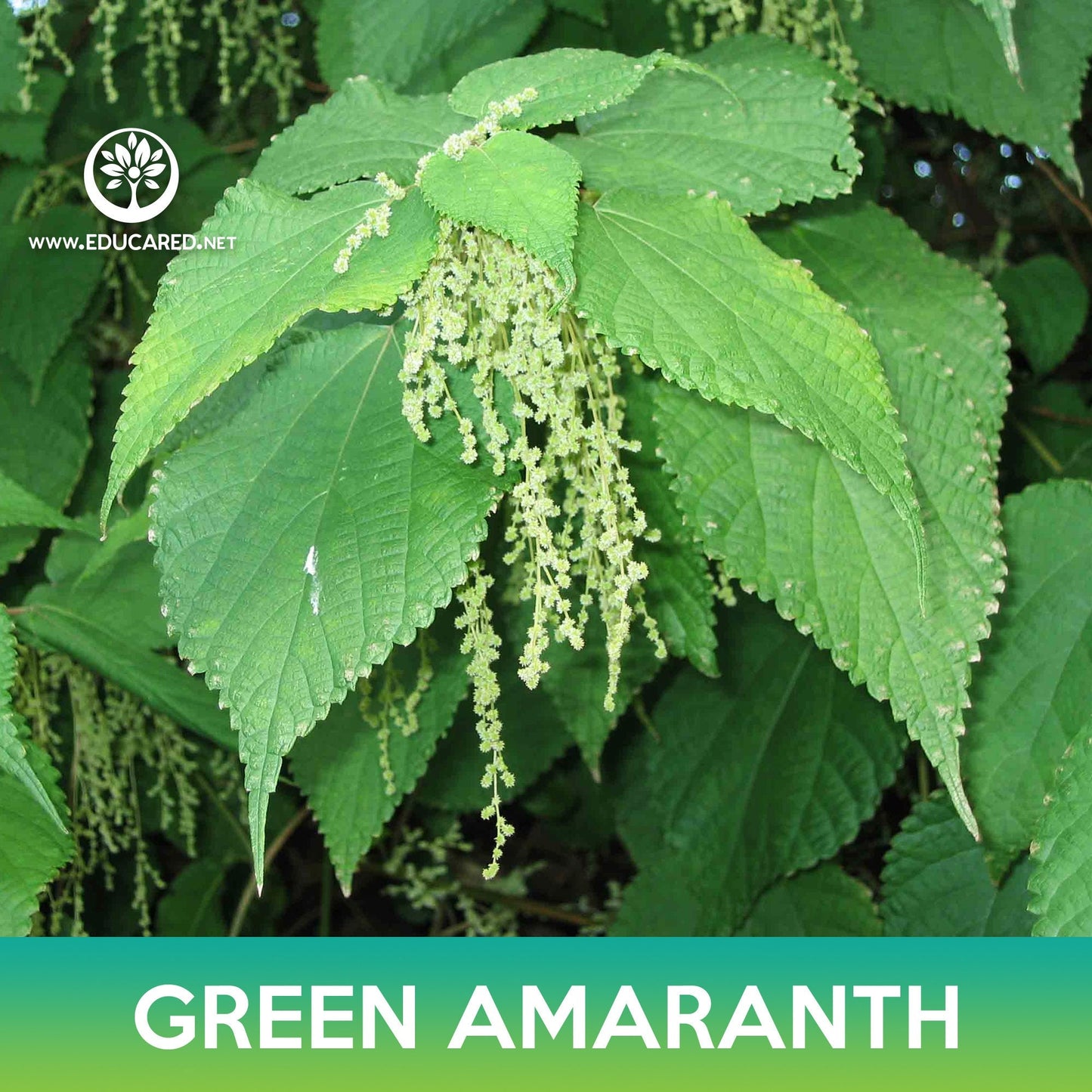 Green Amaranth Seeds, Chinese Spinach, Amaranthus mangostanus Lu Hsien