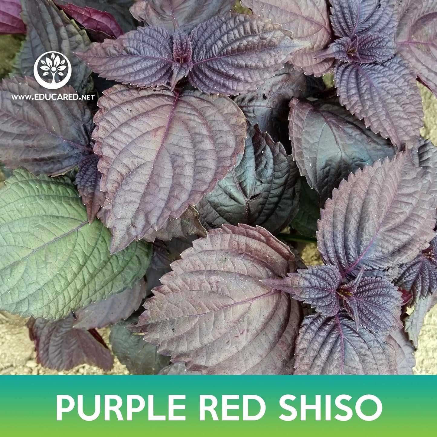 Purple Red Shiso Seeds