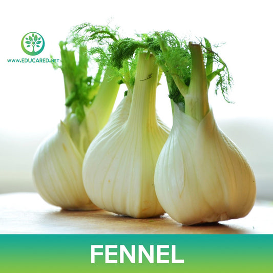 Fennel Seeds