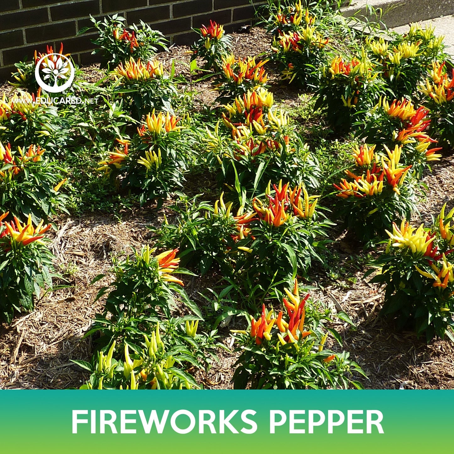 Fireworks Ornamental Pepper Seeds
