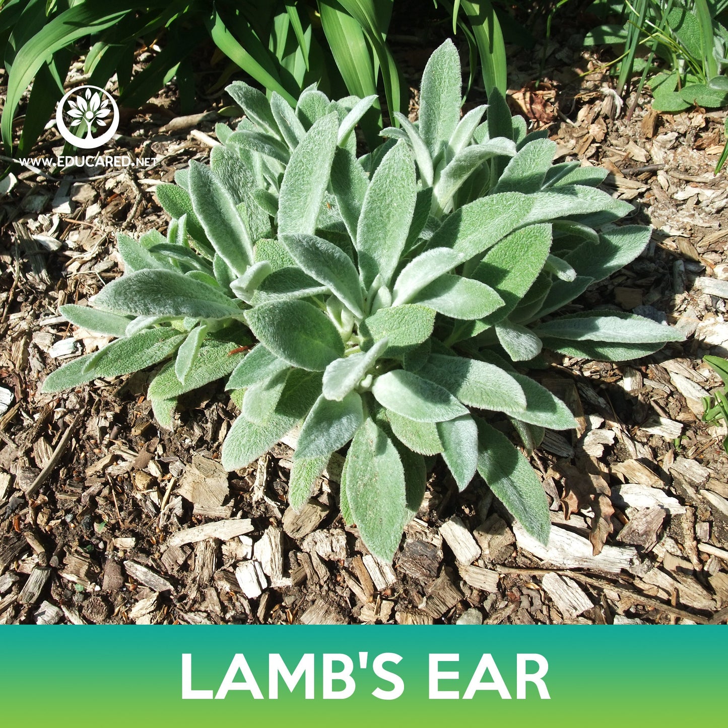 Lamb's Ear Seeds, Stachys Byzantina