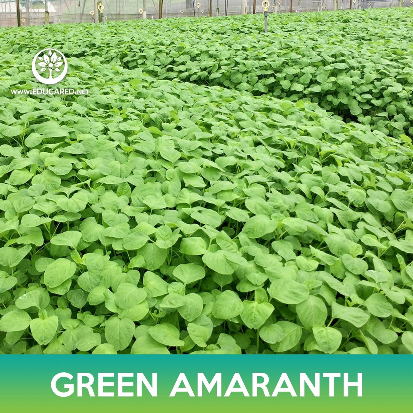 Green Amaranth Seeds, Chinese Spinach, Amaranthus mangostanus Lu Hsien