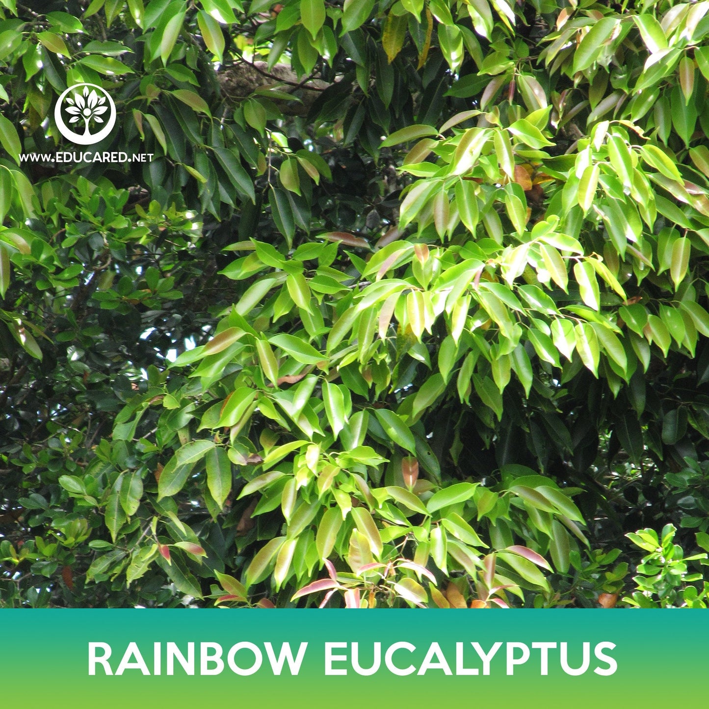 Rainbow Eucalyptus Seeds, Eucalyptus deglupta