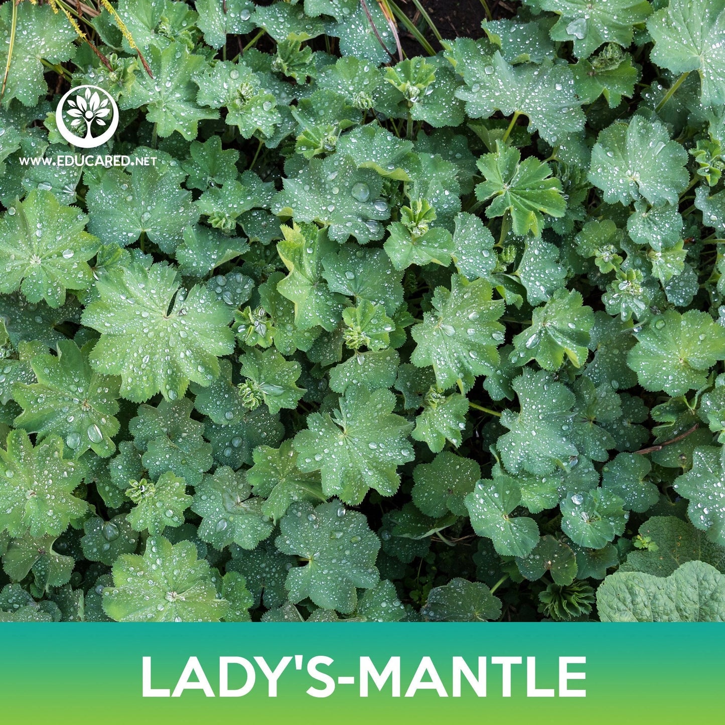 Lady's-Mantle Seeds, Alchemilla Mollis