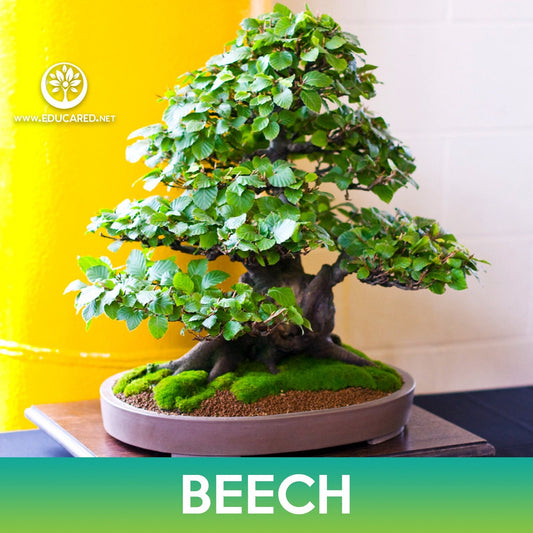 Beech Tree Seeds, Fagus