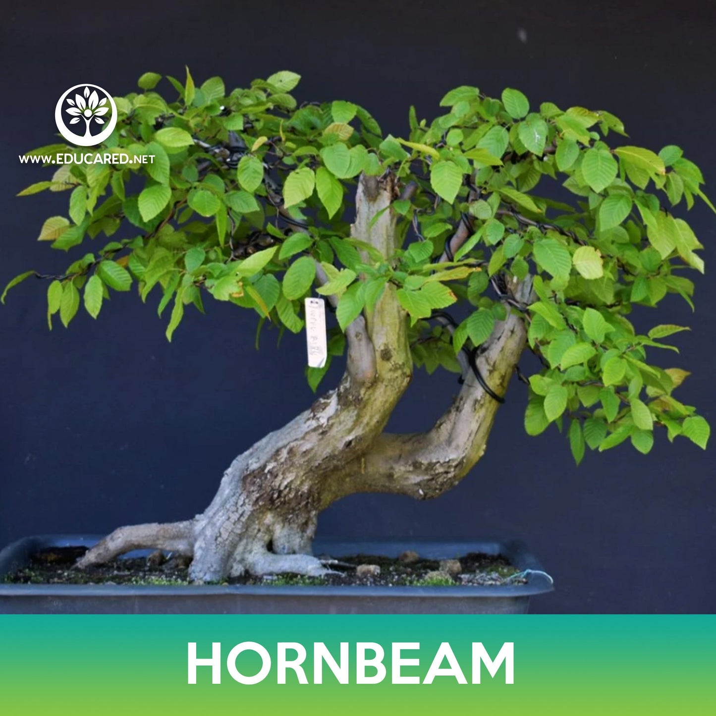 Hornbeam American, European , Korean Seed