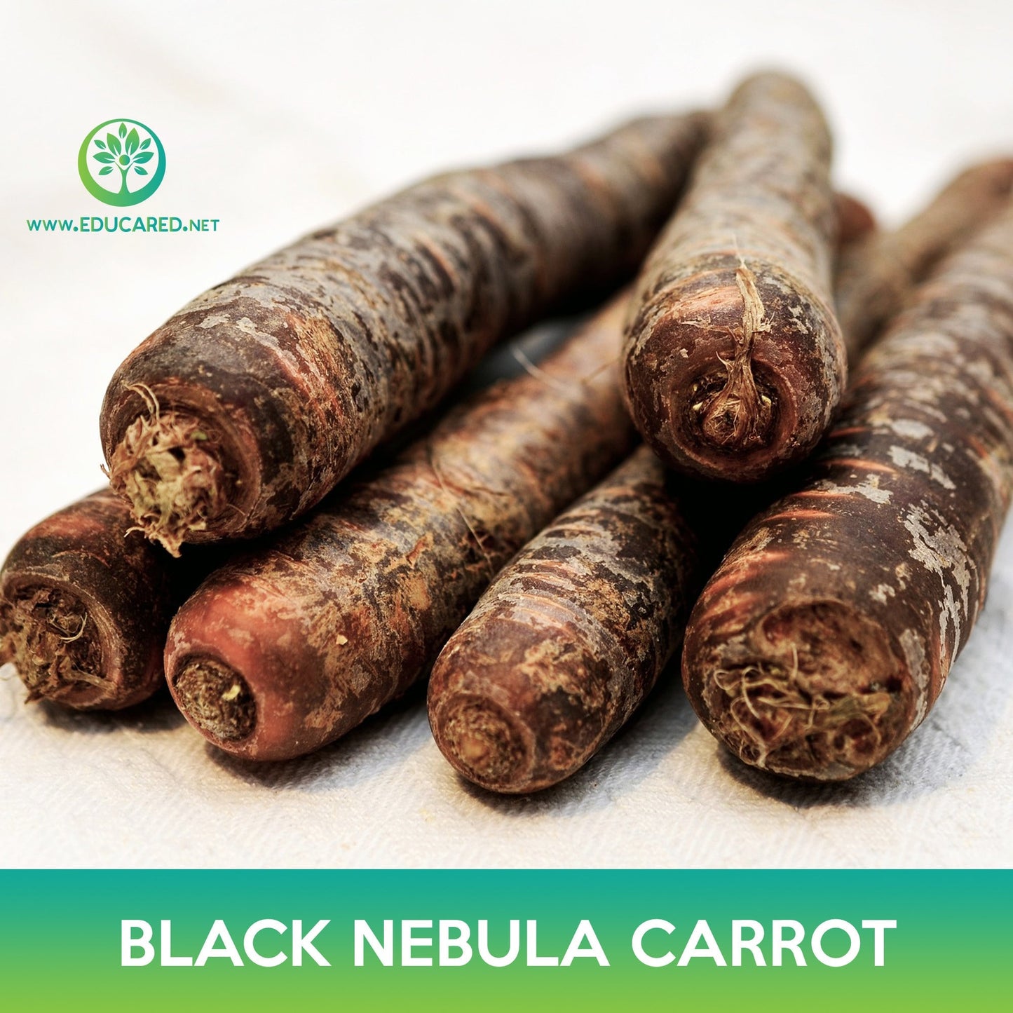 Black Nebula Carrot Seeds