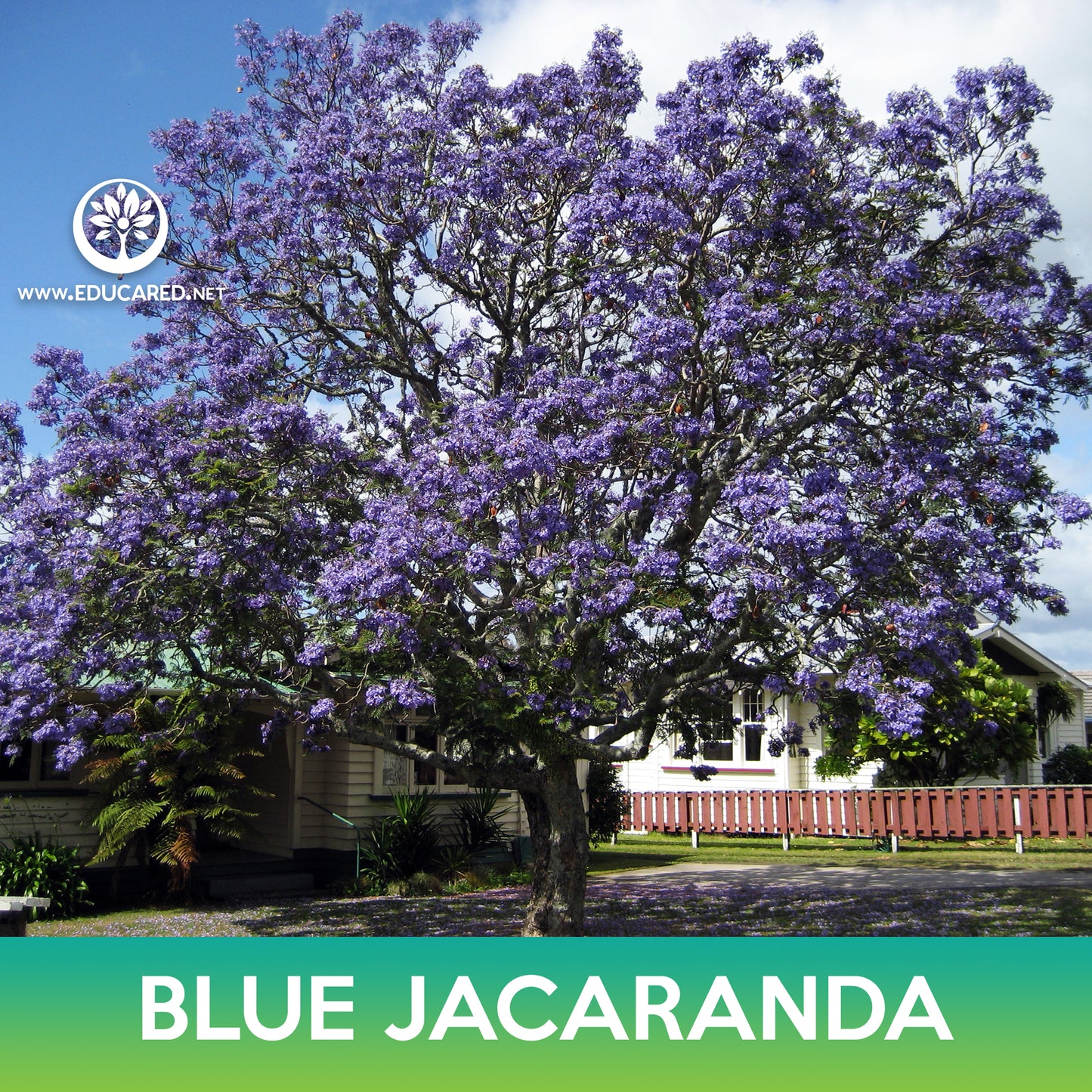 Blue jacaranda Tree Seeds