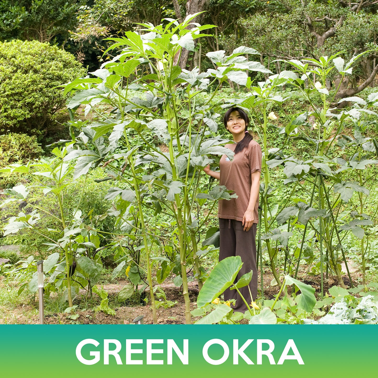 Green Okra Seeds, Clemson Spineless 80 Okra Seeds