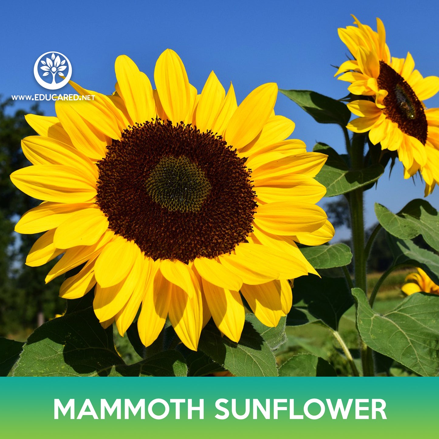 Mammoth Grey Stripe Sunflower Seed