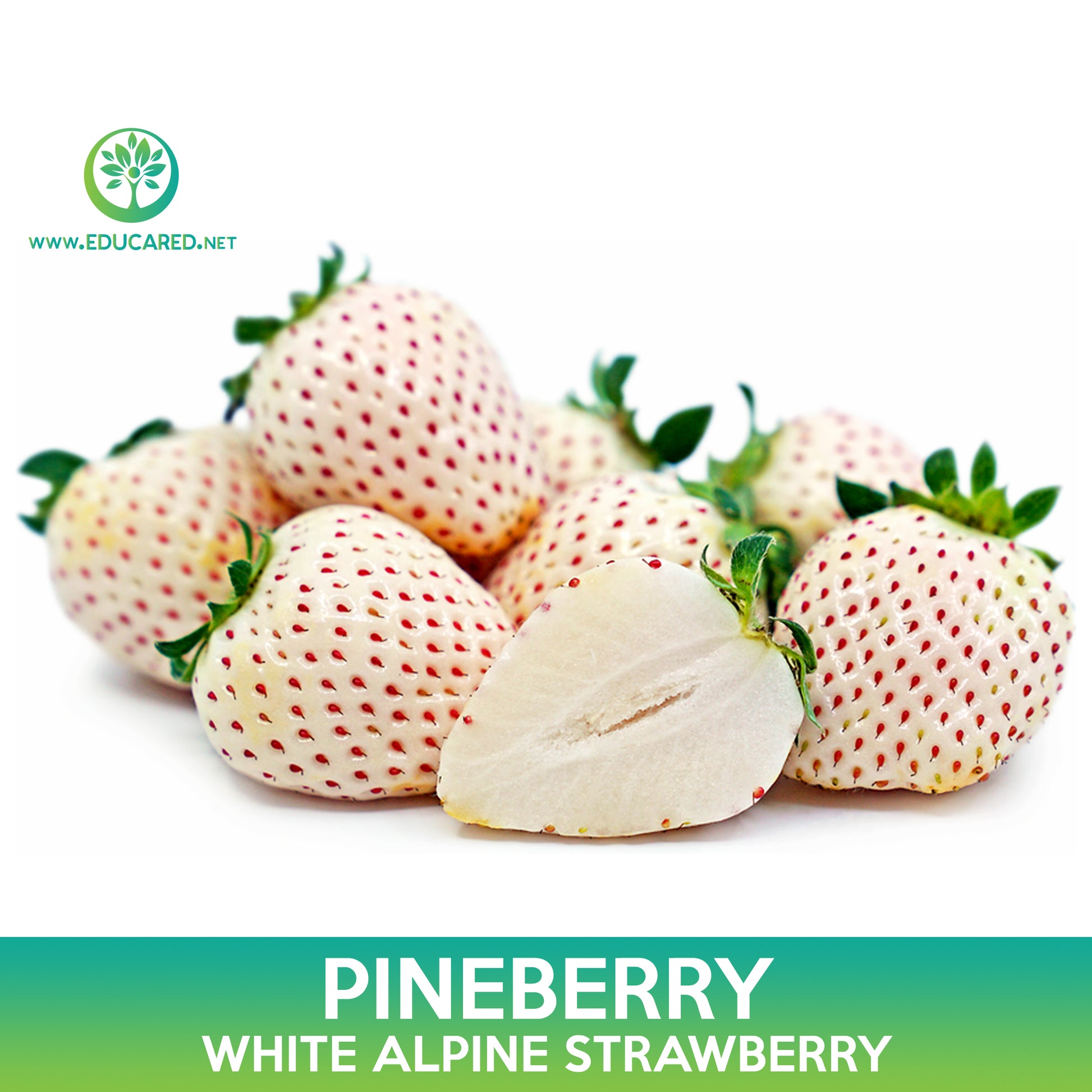 white alpine strawberry seeds Pineberry Seeds, White Alpine Strawberry – Educared