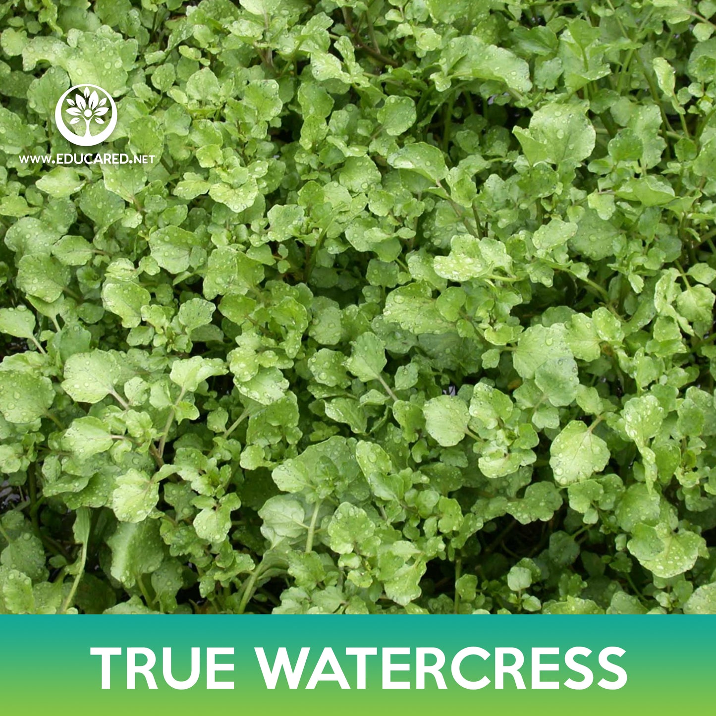 True Watercress Seed