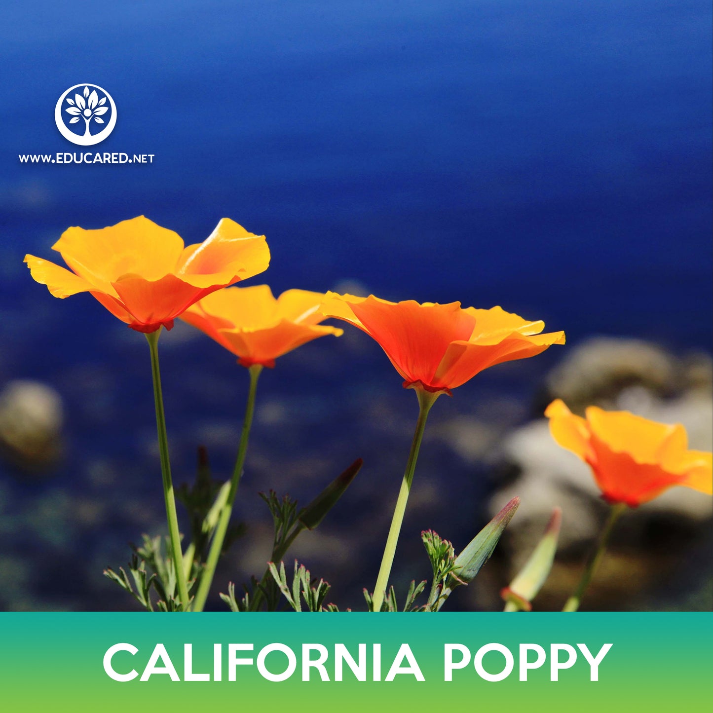 California Poppy Seeds, Eschscholzia californica