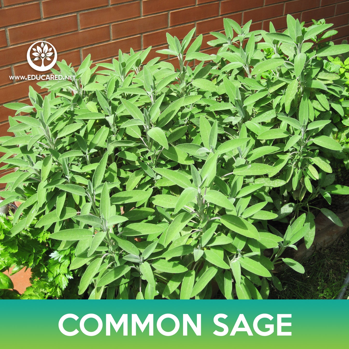 Common Sage Seeds, Salvia Officinalis