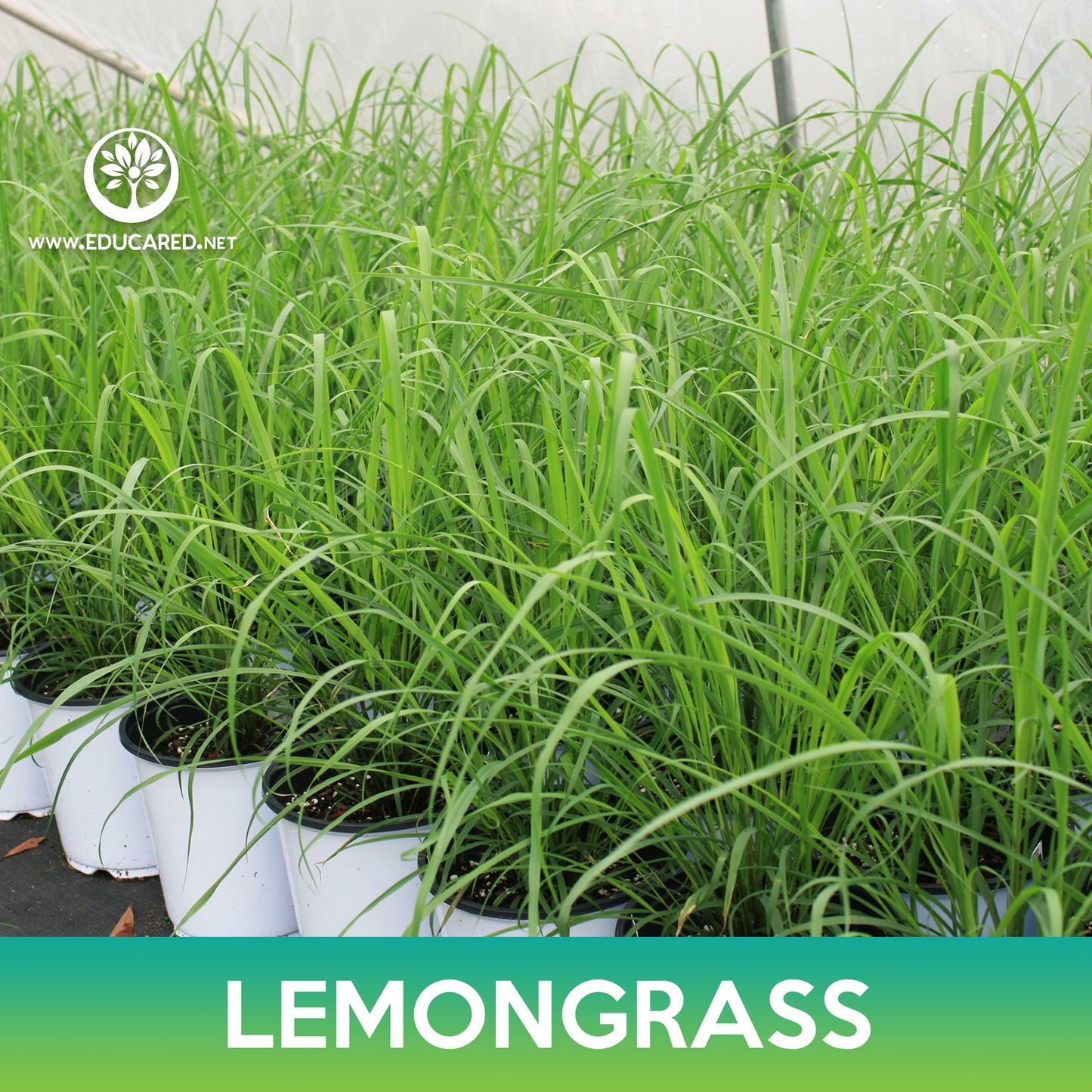Lemongrass Seeds, Cymbopogon