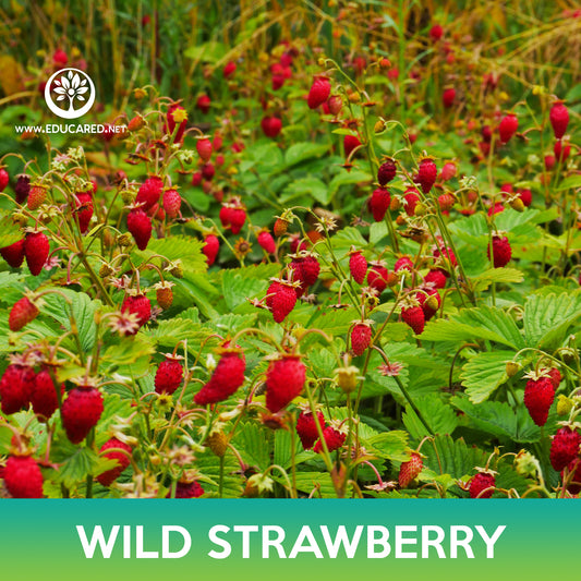 Wild Strawberry Seed, Alexandria Alpine Strawberry
