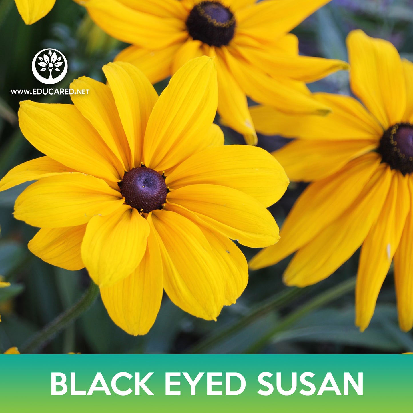 Black-Eyed Susan Seeds, Rudbeckia hirta