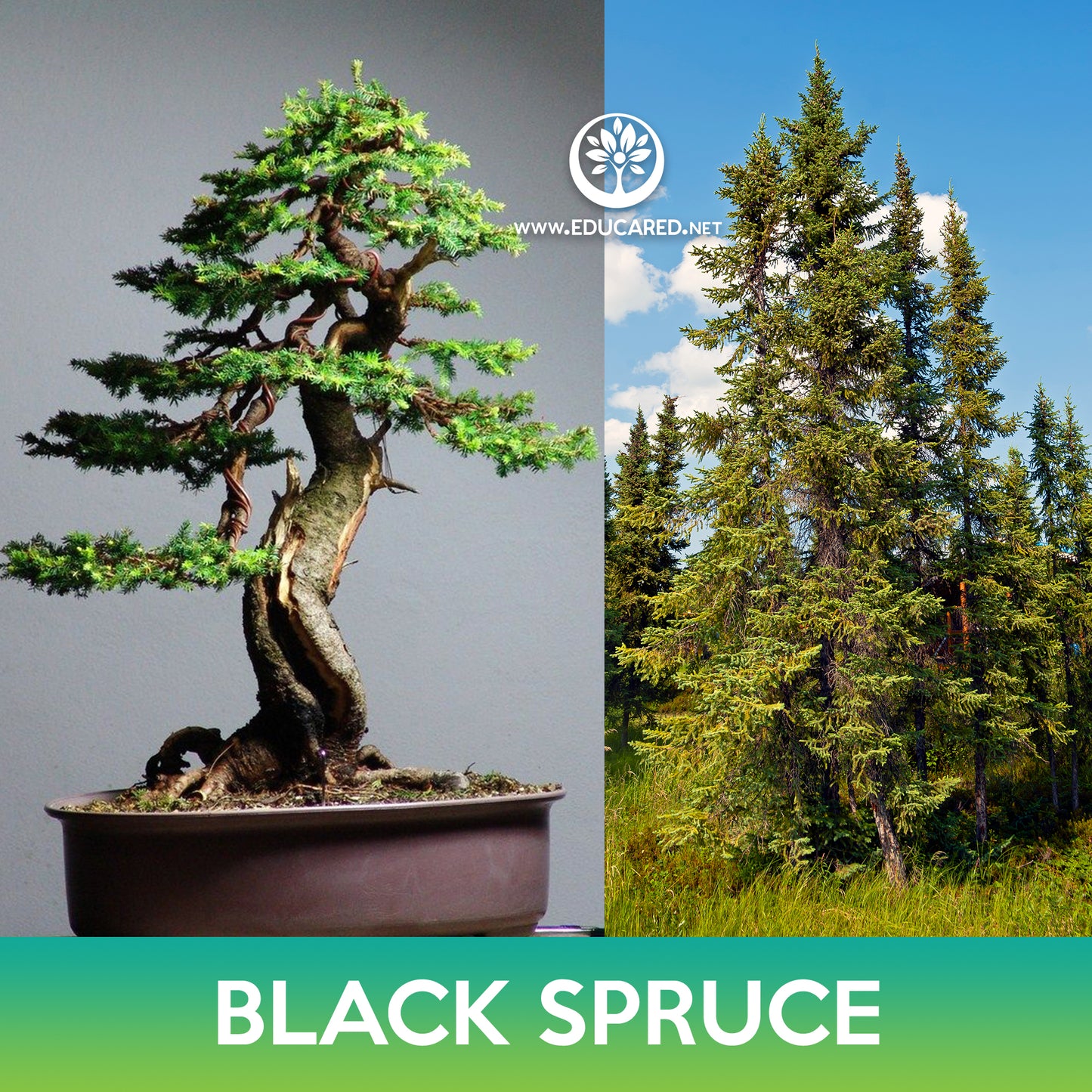 Black Spruce Tree Seeds