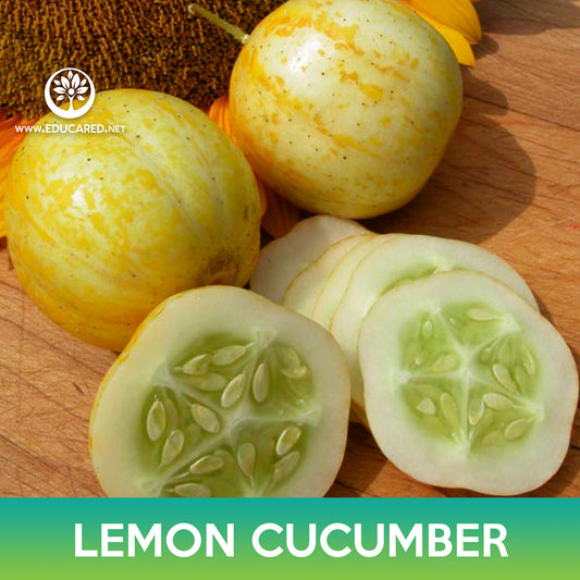 Lemon Cucumber Seeds