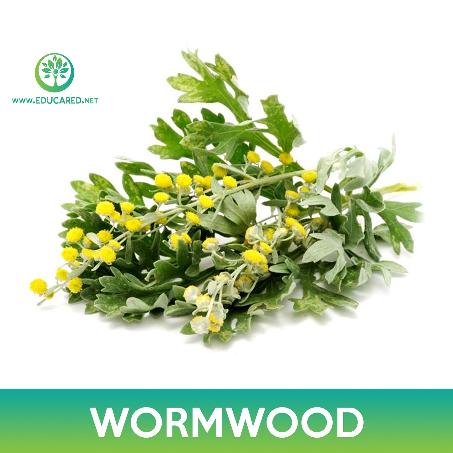 Wormwood Seeds, Artemisia absinthium
