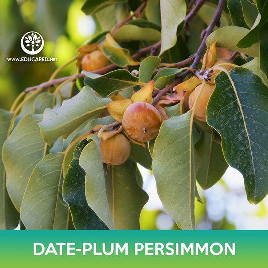 Date-plum Persimmon Seeds