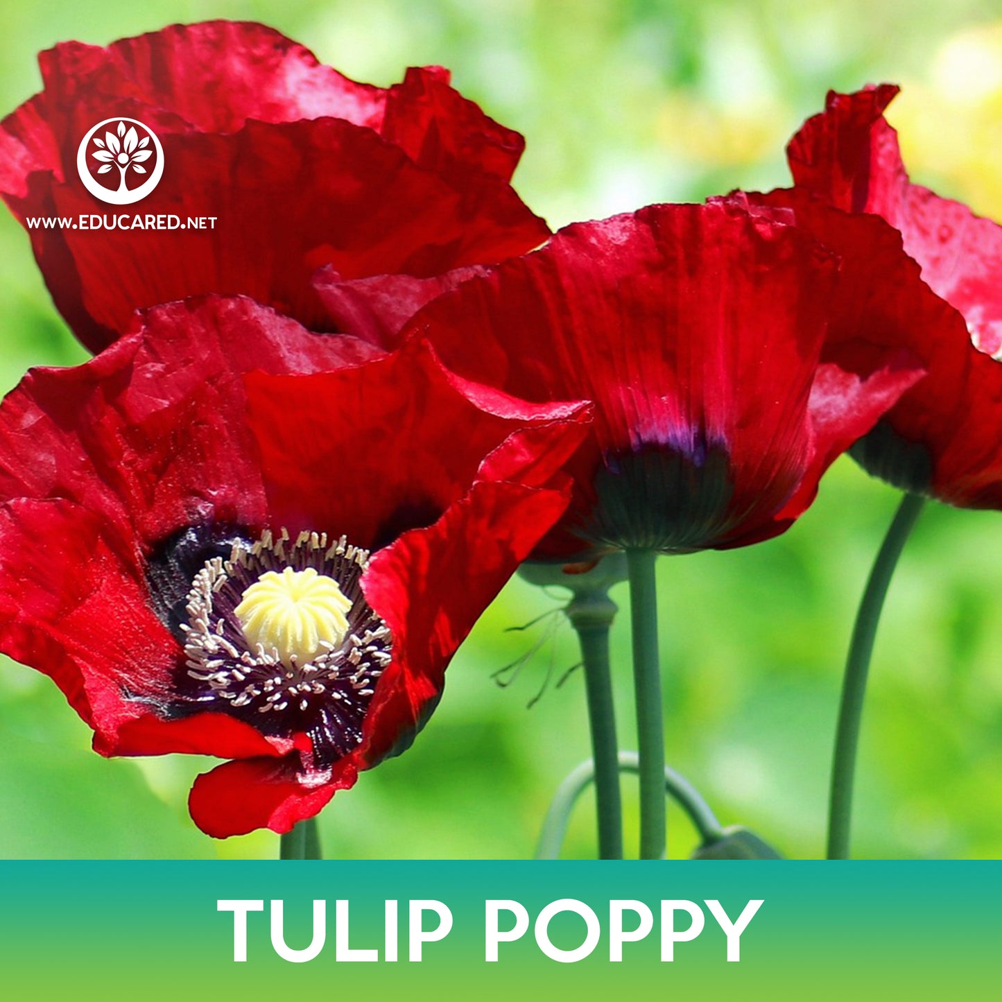 Tulip Poppy Seeds, Papaver Glaucum