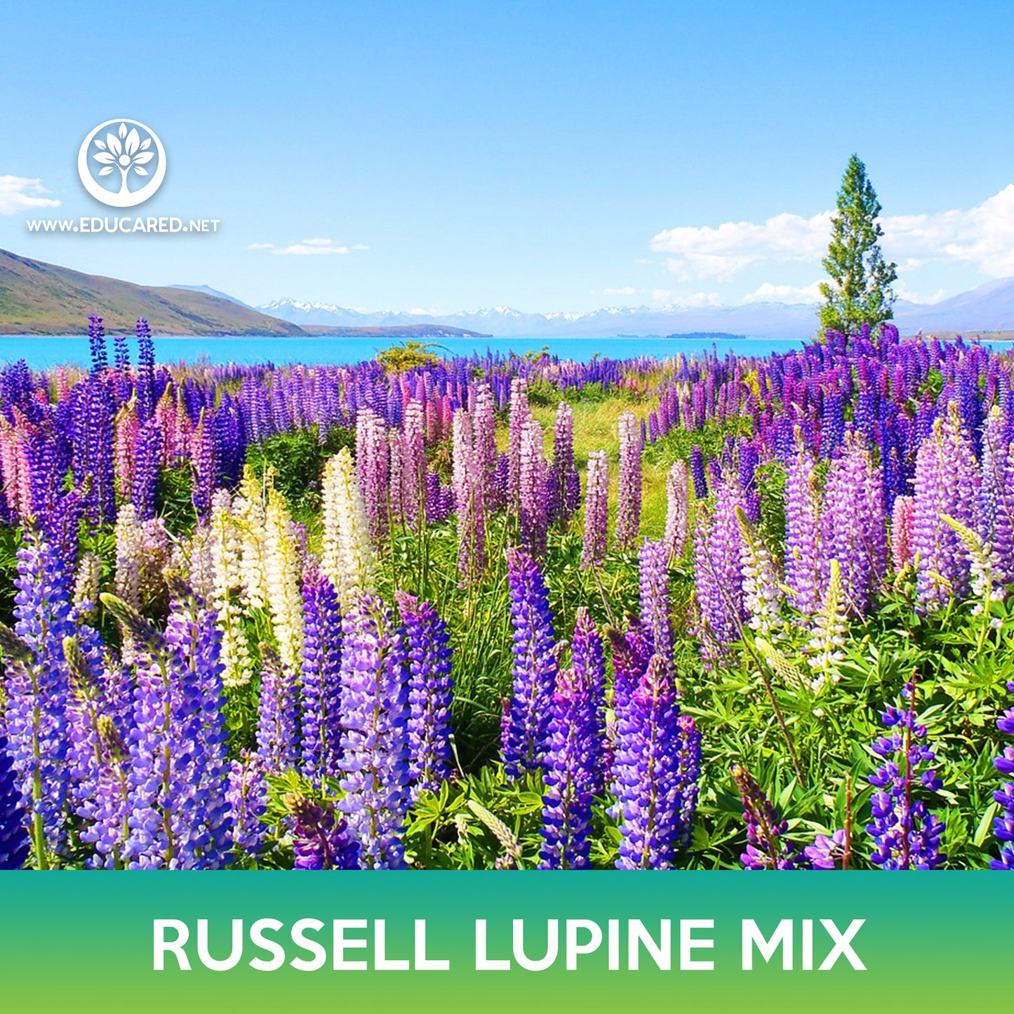 Russell Lupine Flower Mix Seeds