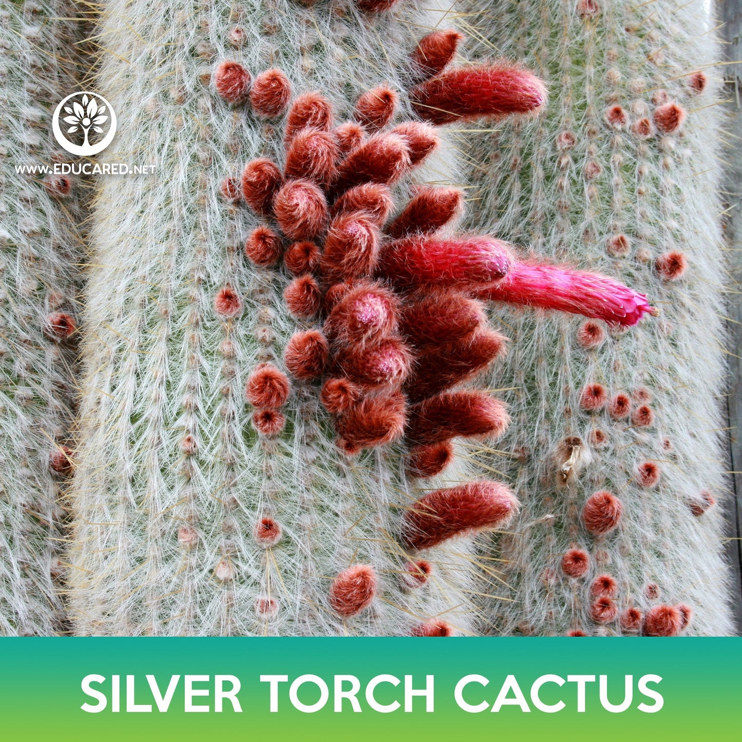 Silver Torch Cactus Seeds, Wooly Torch, Cleistocactus strausii