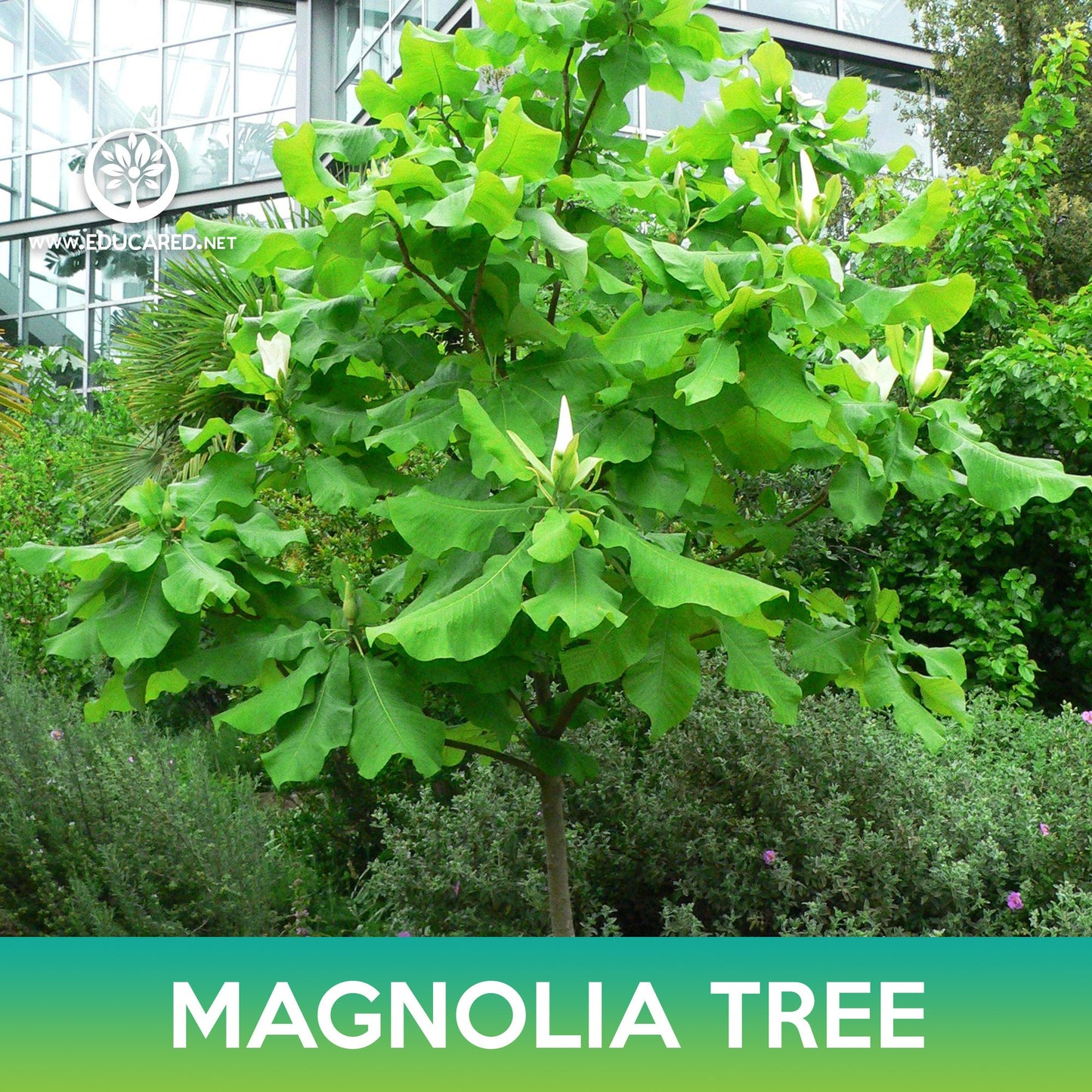 Magnolia Tree Seeds, Magnolia ashei